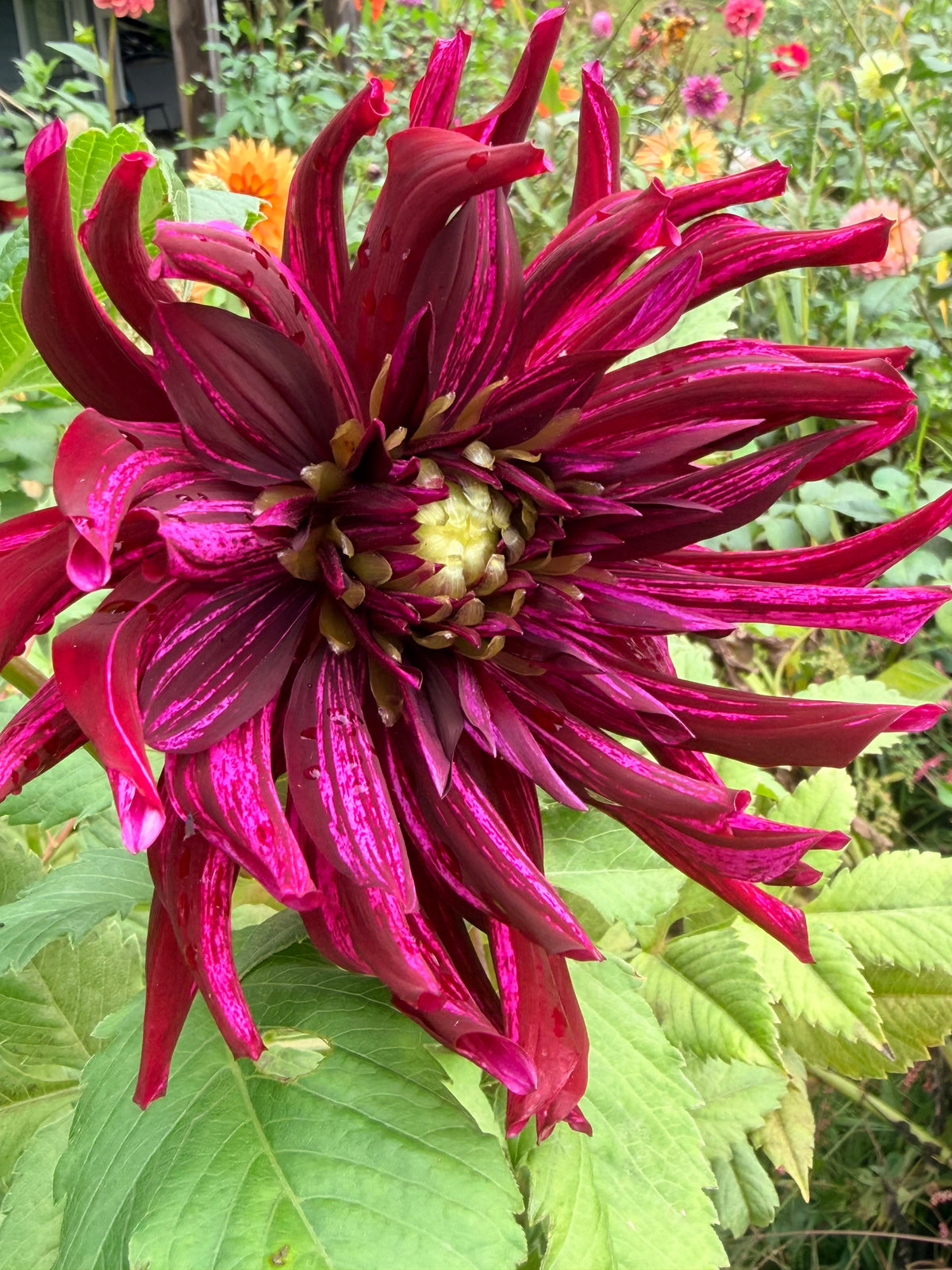 Hollyhill Tempest Dahlia Tuber