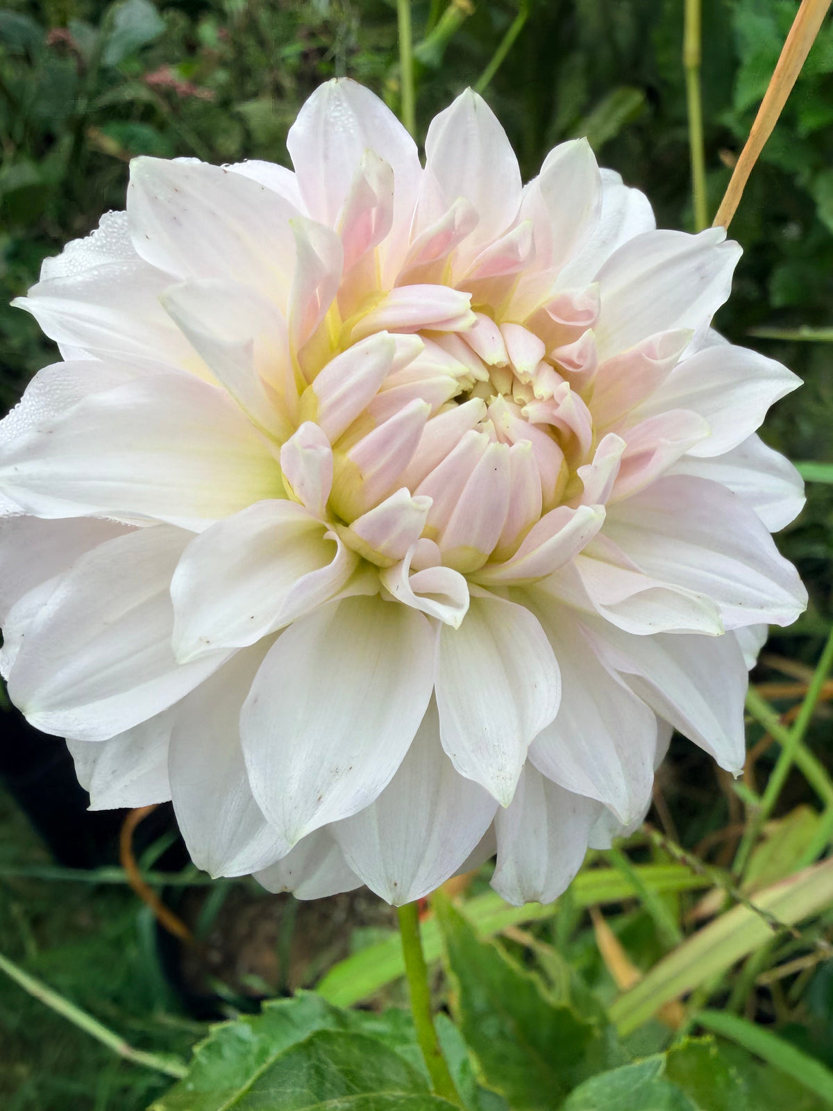 Vista Linda Dahlia Tuber
