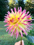 Hilltop Kemper Dahlia Tuber