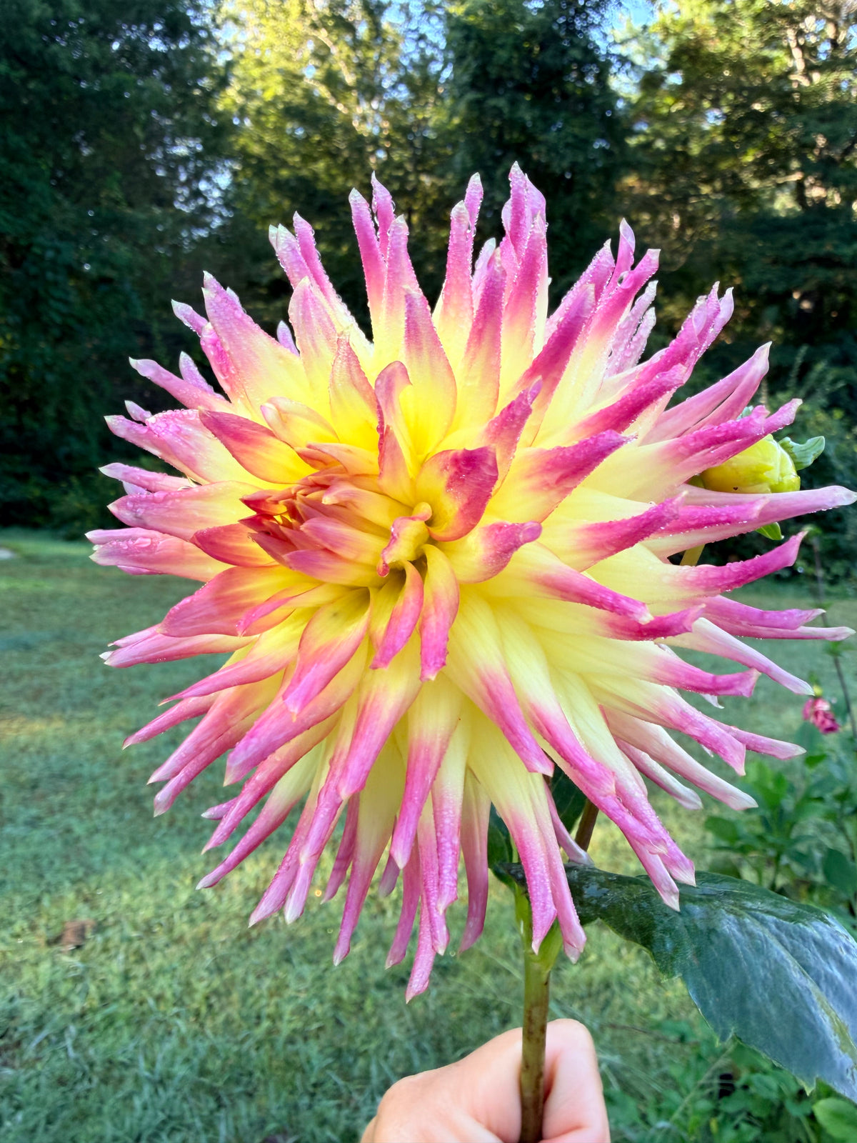 Hilltop Kemper Dahlia Tuber