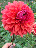 Lee's Sienna Story Dahlia Tuber
