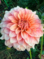 RM Peachy Pink Dahlia Tuber