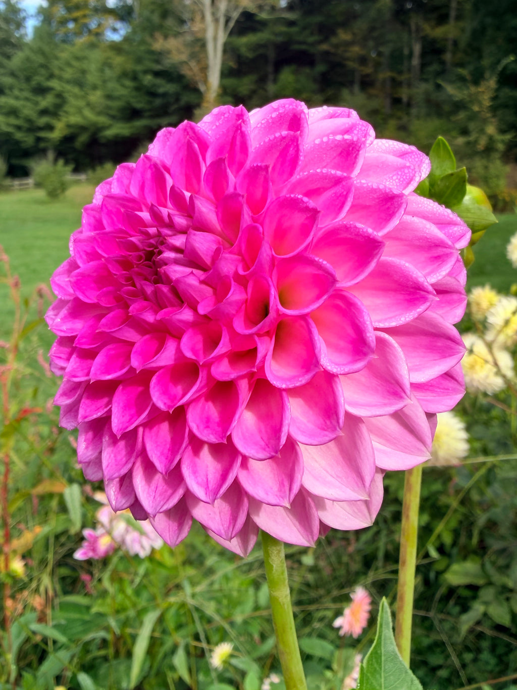 Shlomo's Birthday Dahlia Tuber