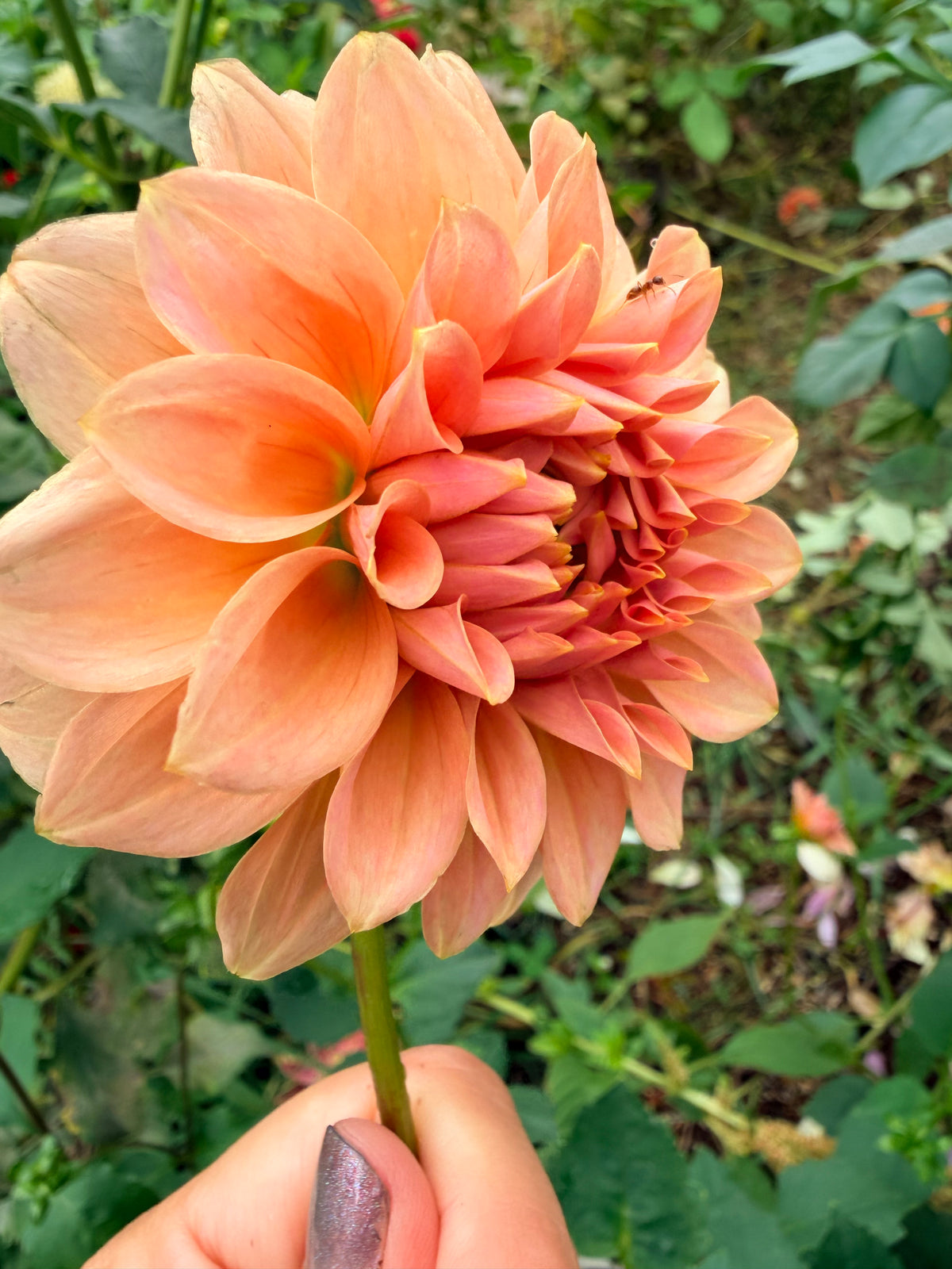RM Peachy Pink Dahlia Tuber