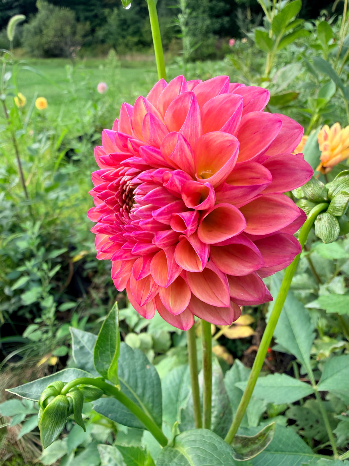 Hapet Pastel Dahlia Tuber