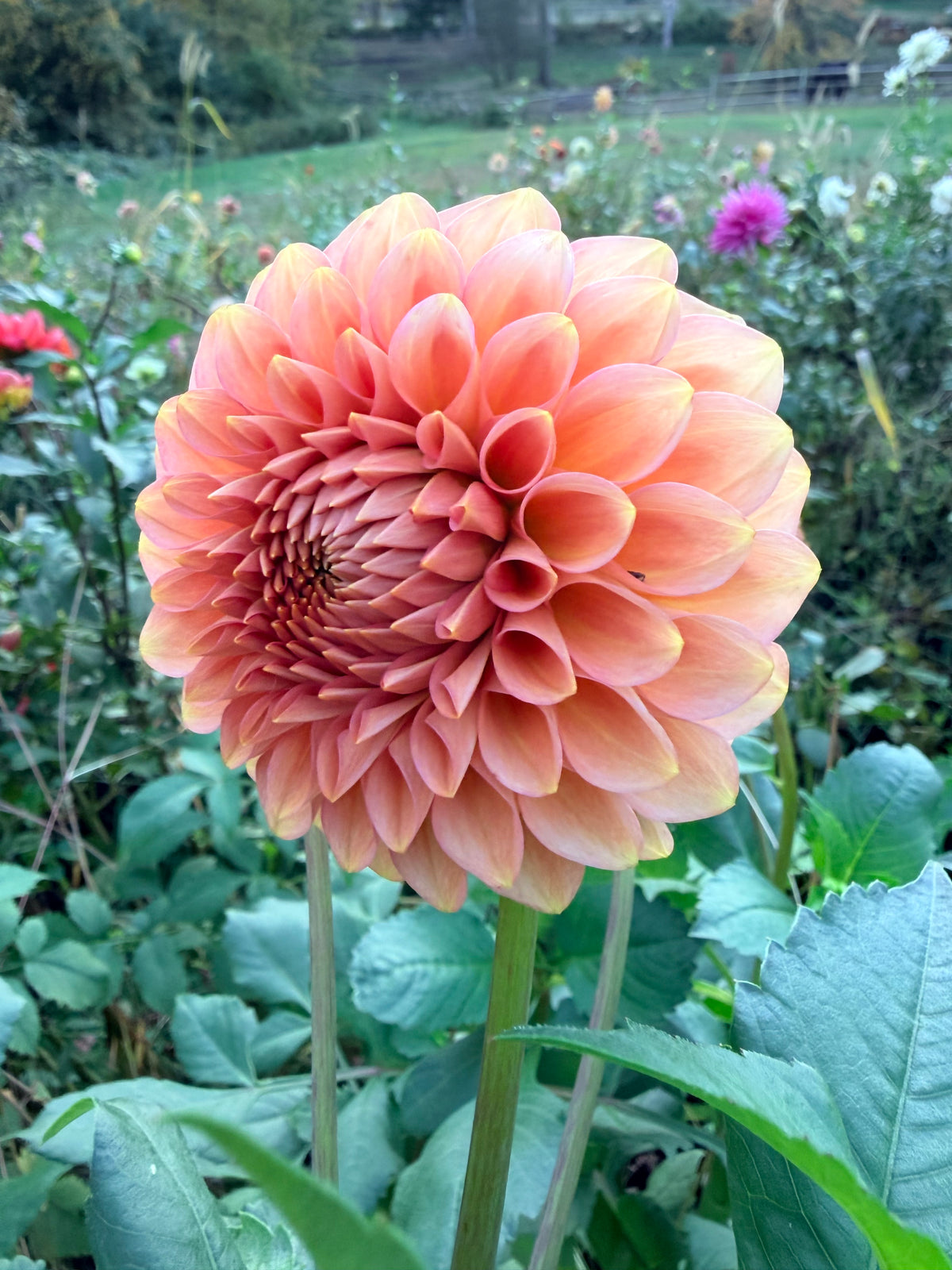 20th Ave Pink Cloud Dahlia Tuber