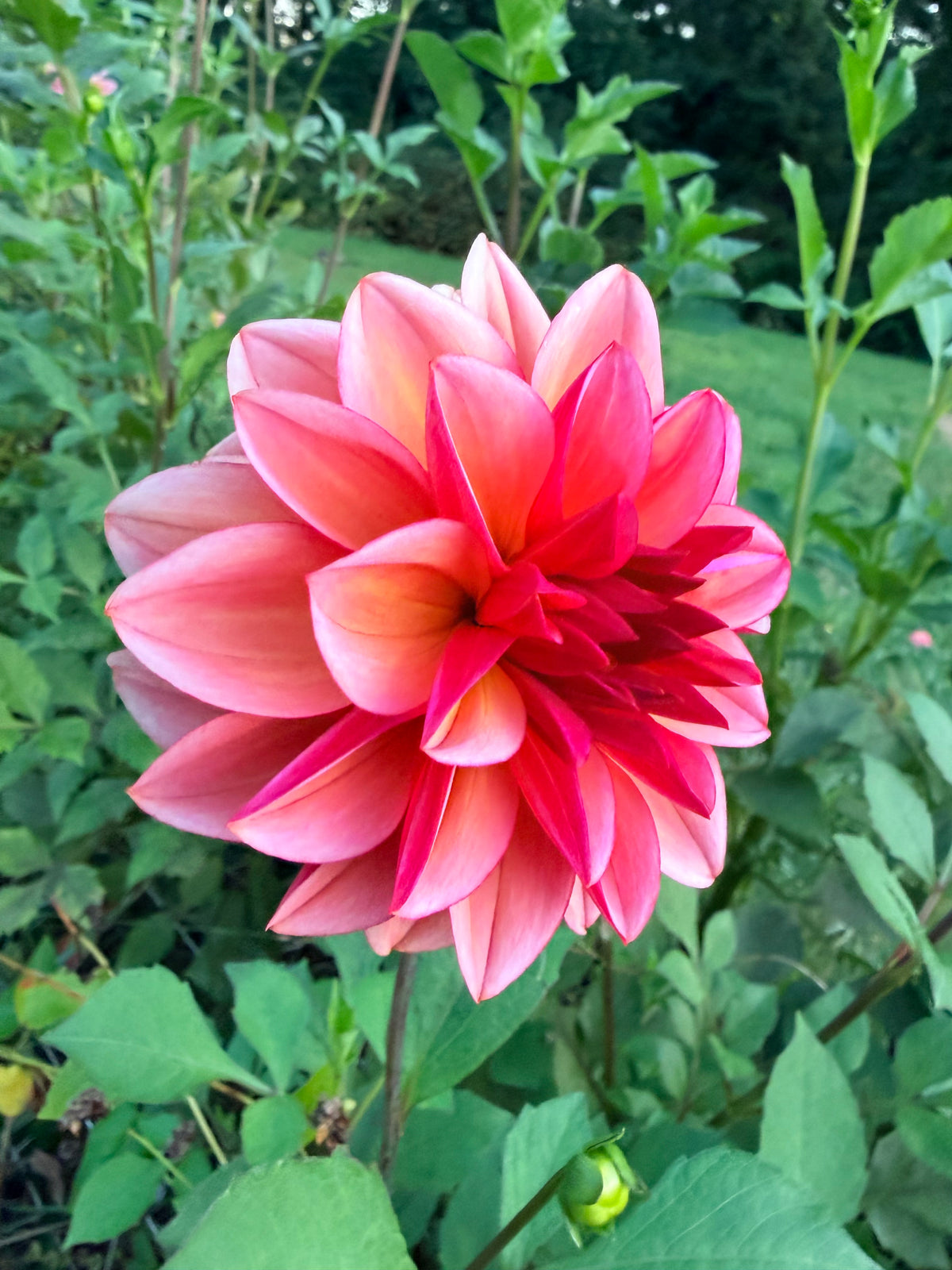 Peach Macaron Dahlia Tuber 🇯🇵