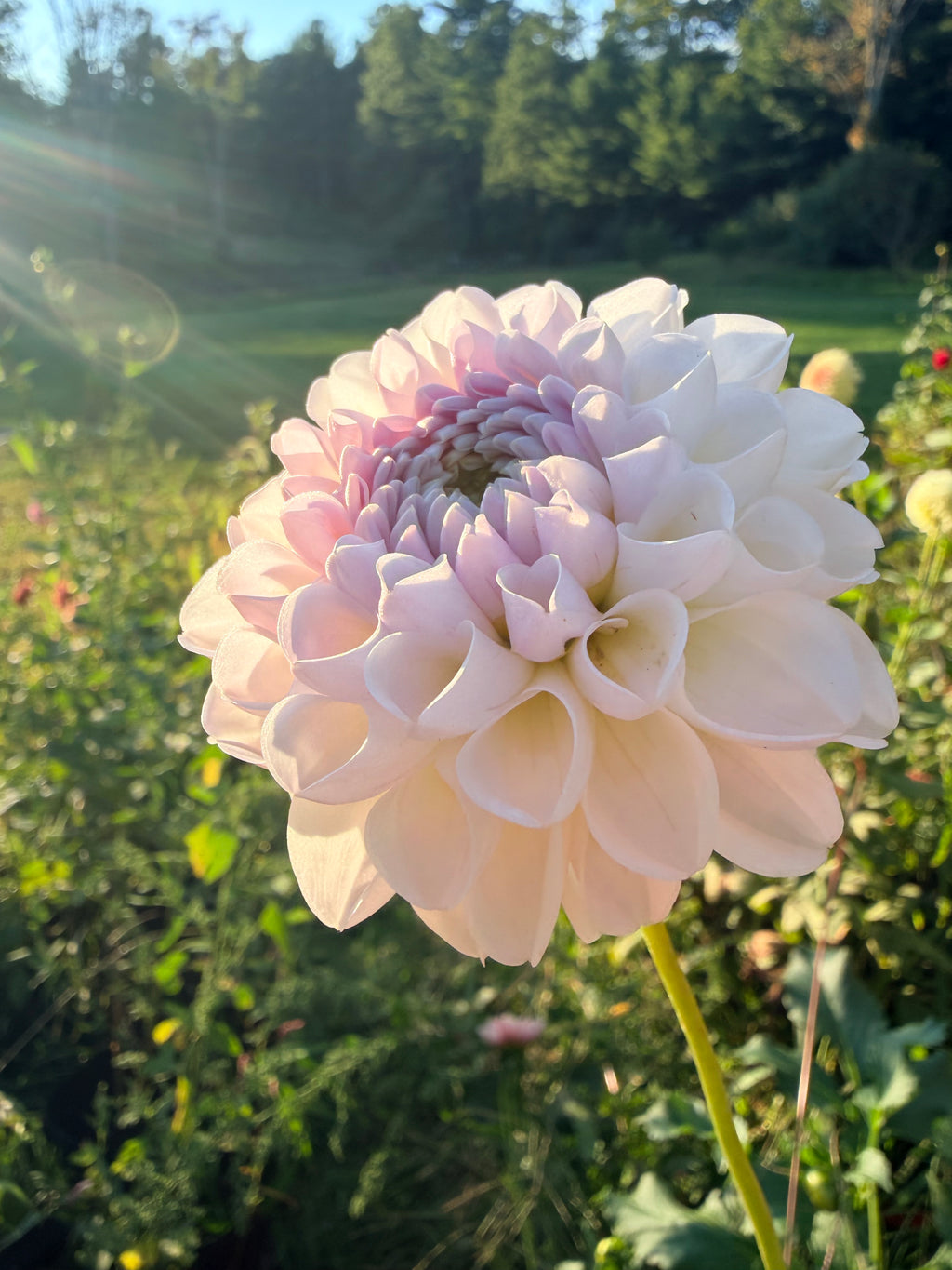 Aprila Pilieni Dahlia Tuber