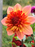Lava Glow Dahlia Tuber