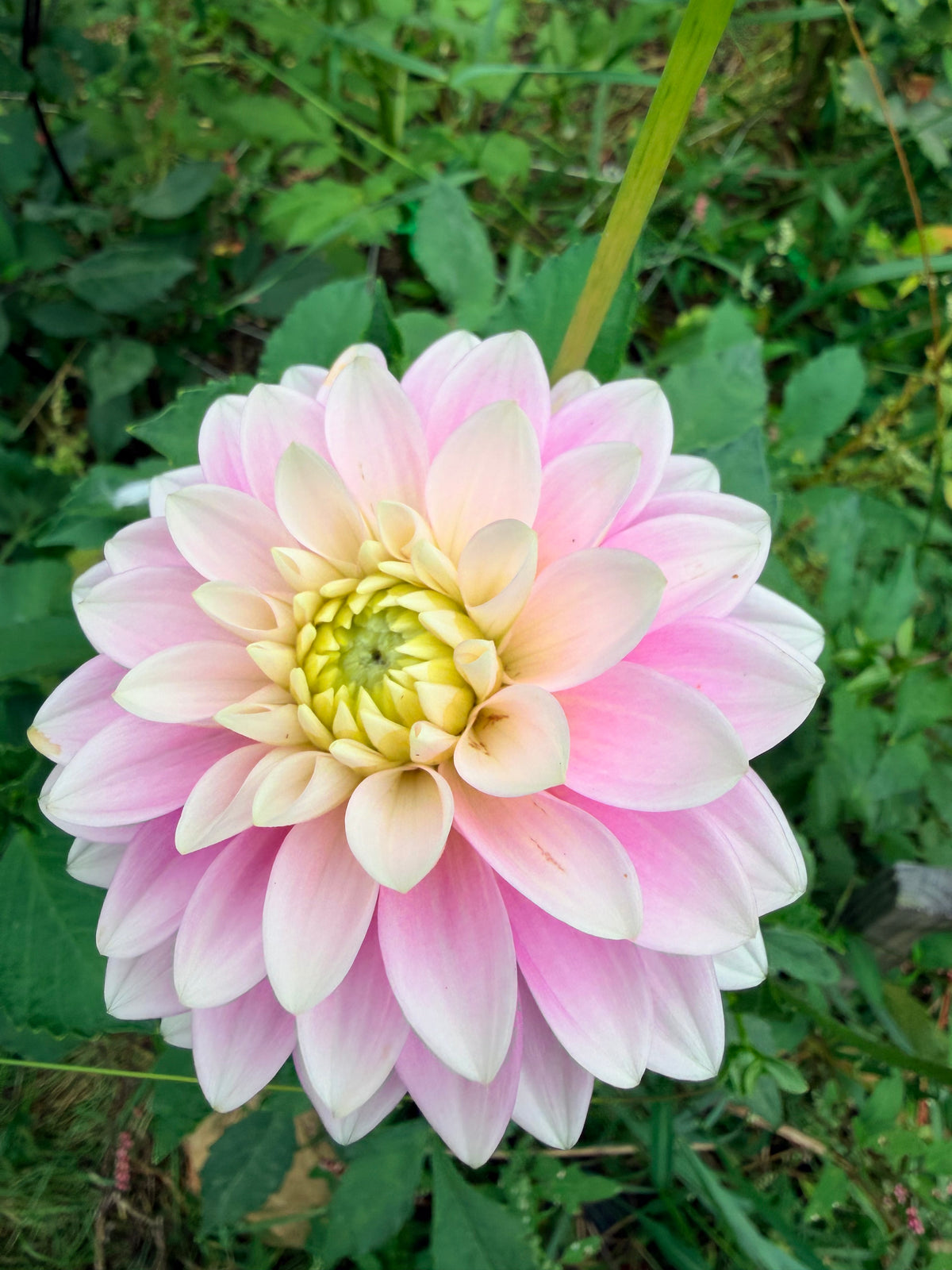 Dapex Pink Delight Dahlia Tuber