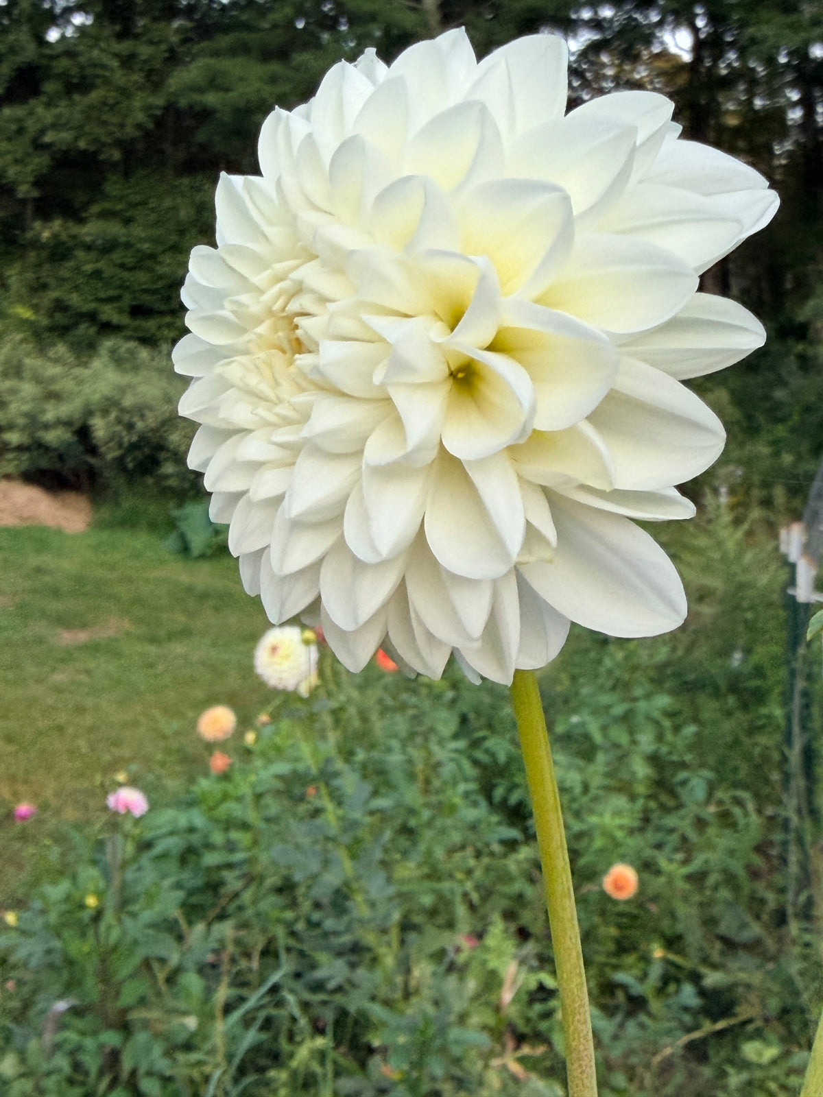 Undine Dahlia Tuber