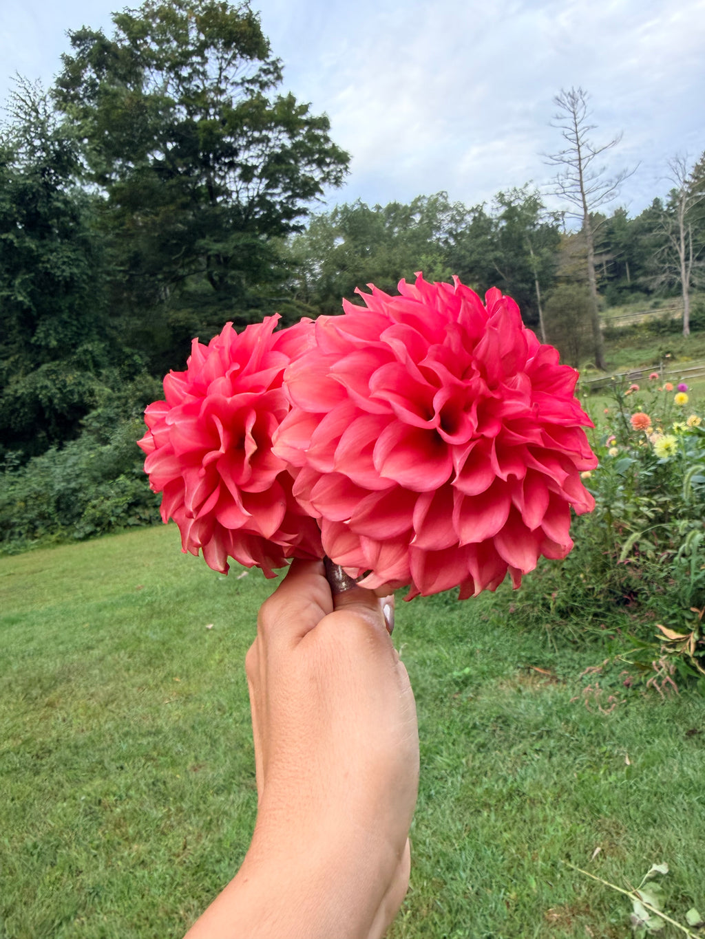 Lee's Brick House Dahlia Tuber
