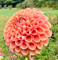 Bee Hive Dahlia Tuber