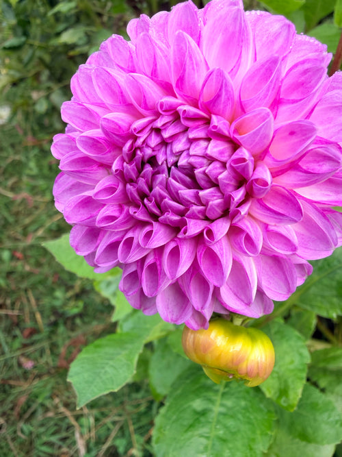 20th Ave Morning Mist Dahlia Tuber