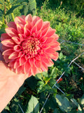 Devon Opaline Dahlia Tuber