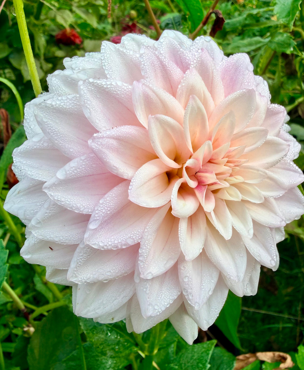 KA's Mocha Jake Dahlia Tuber