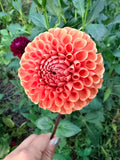 Comet Dahlia Tuber