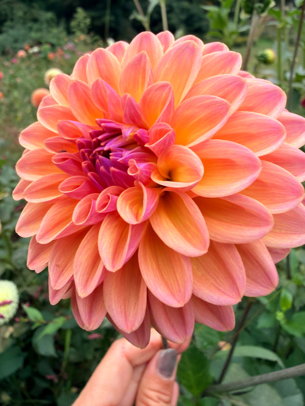 Parklea KB Dahlia Tuber 🇦🇺