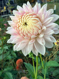 Miss Anne Francis Dahlia Tuber