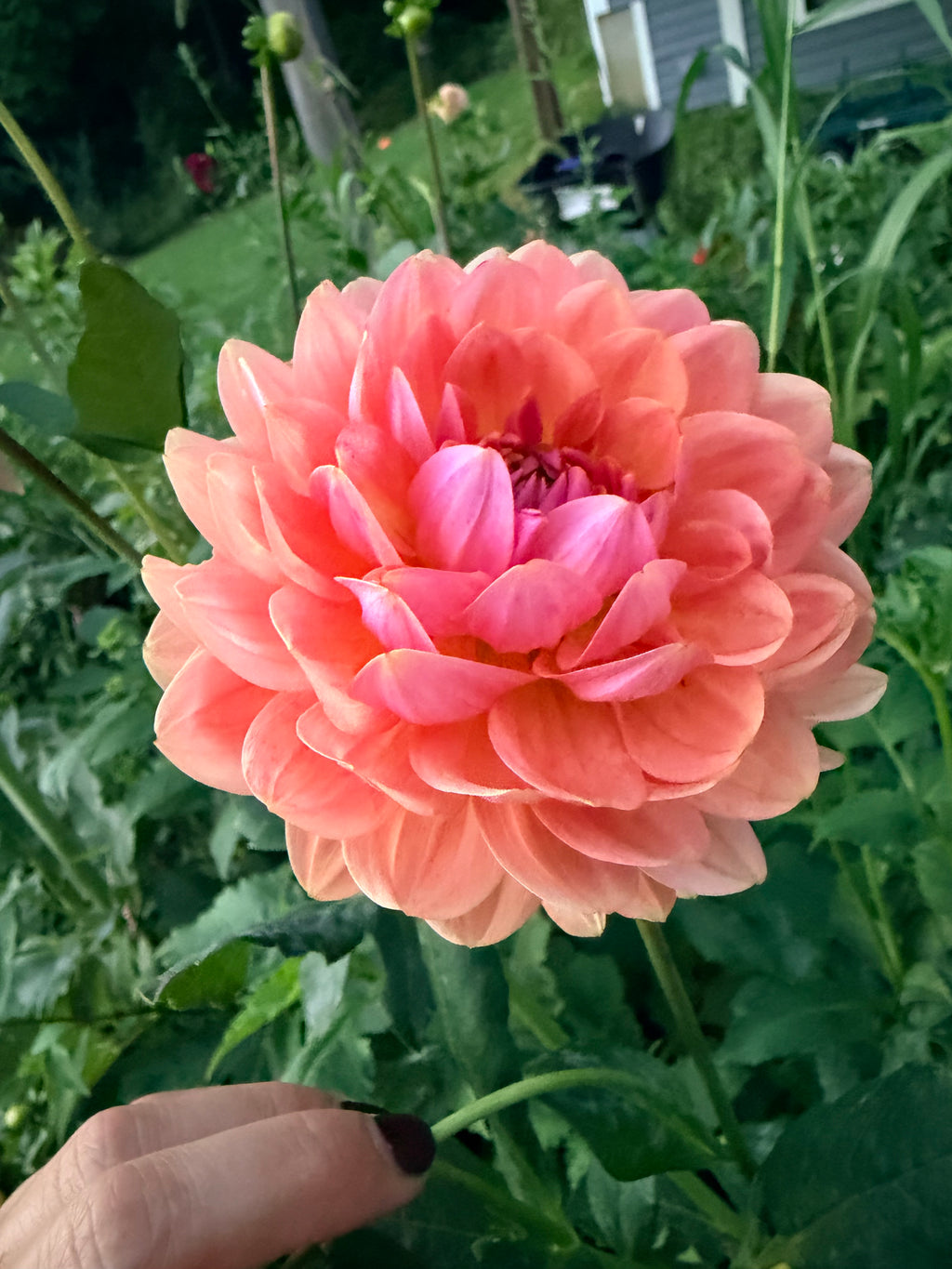 Fawn Dahlia Tuber