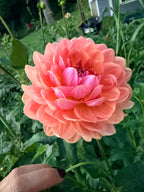 Fawn Dahlia Tuber
