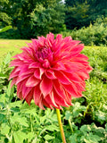 Lee's Lincoln Star Dahlia Tuber