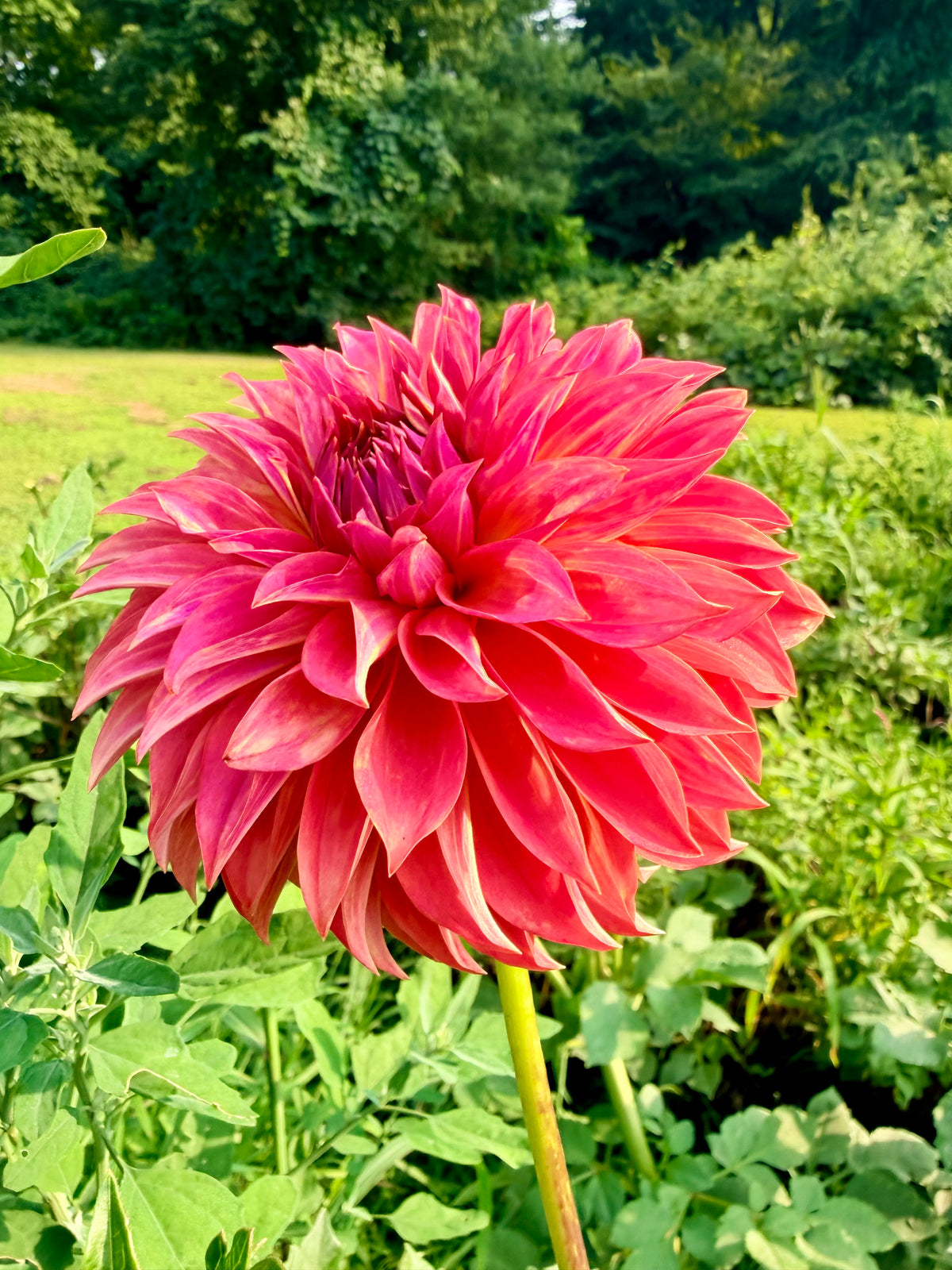 Lee's Lincoln Star Dahlia Tuber