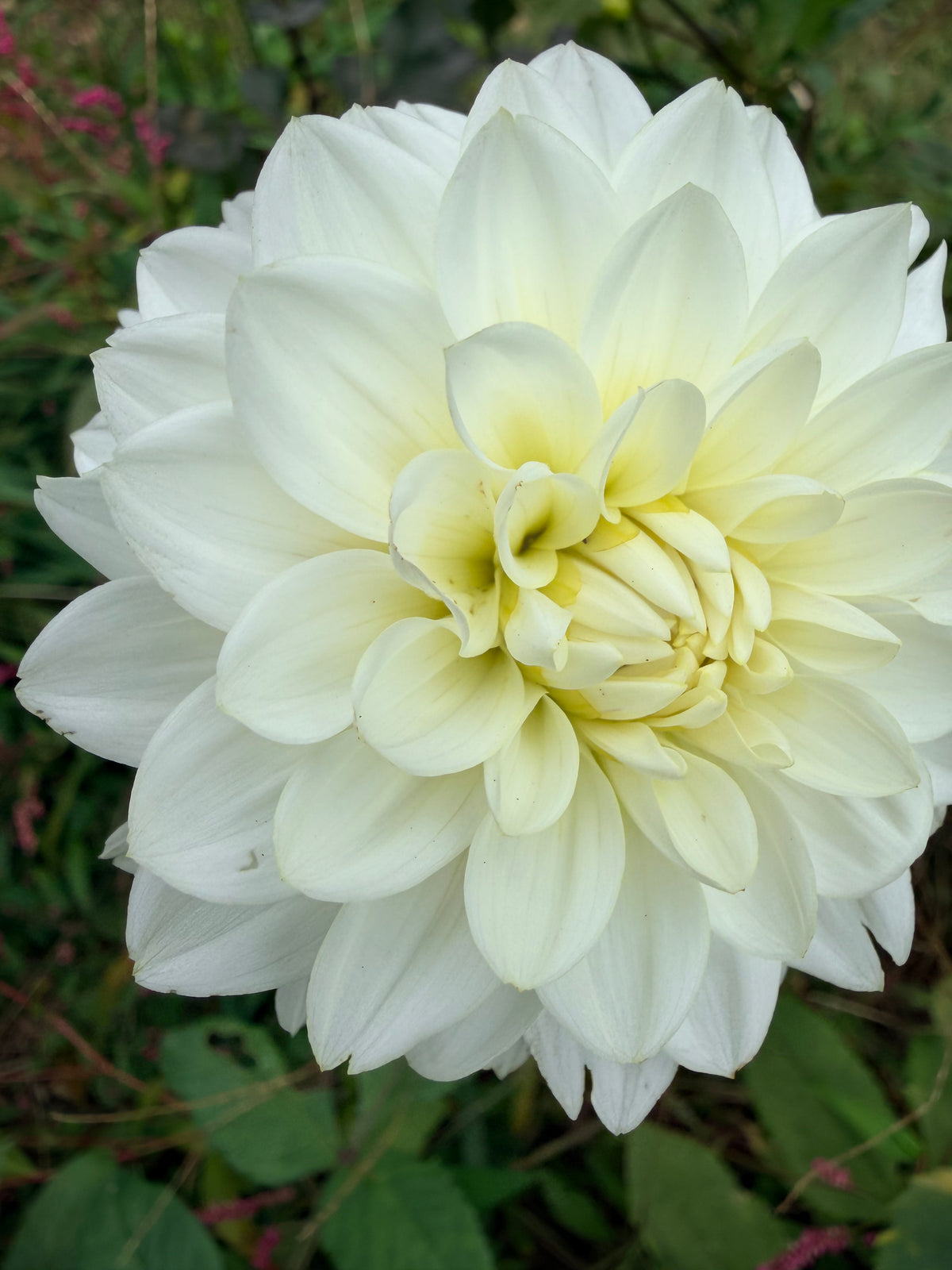 Skeena Glow Girl Dahlia Tuber