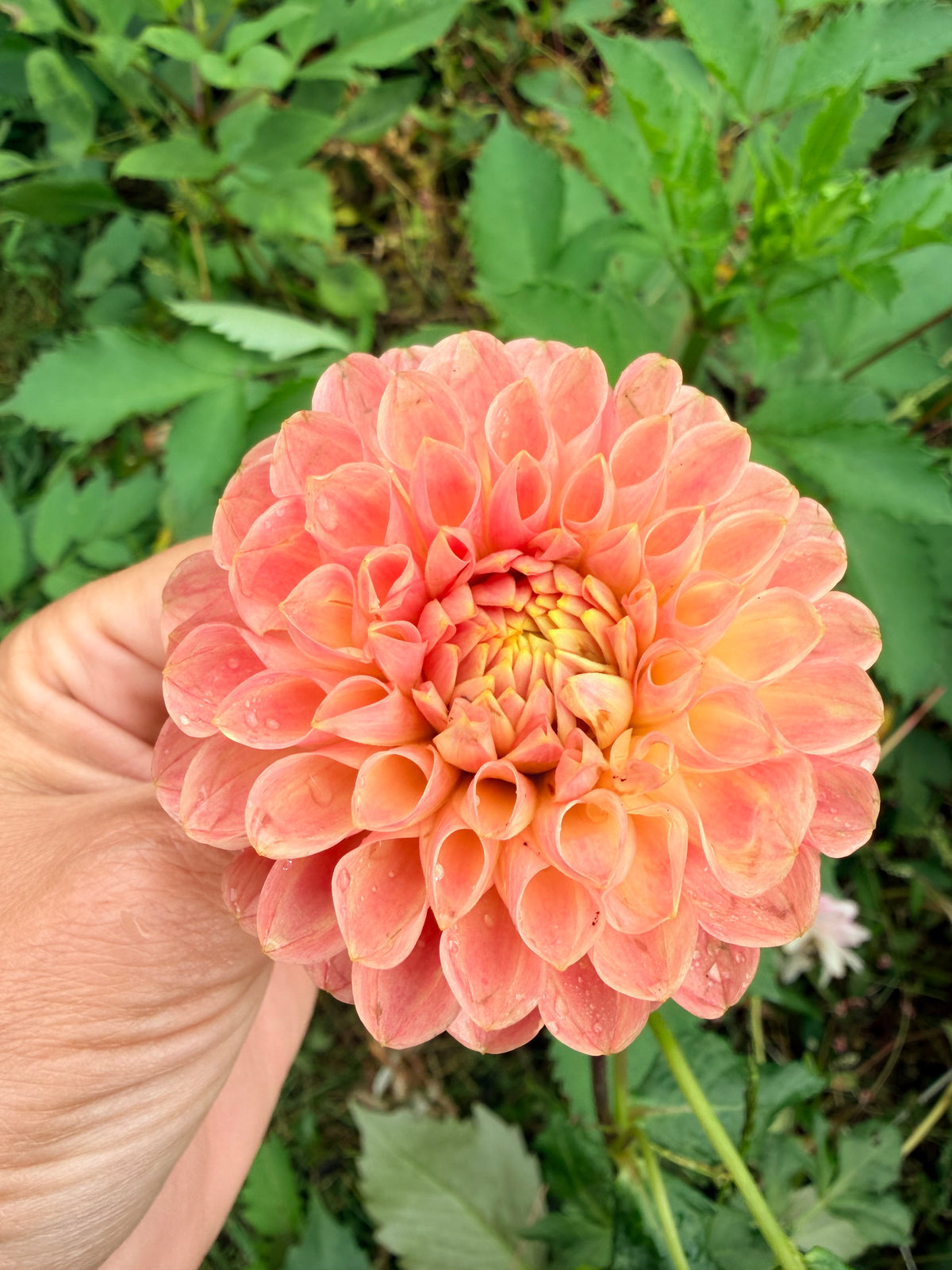 Hapet Daisy Dahlia Tuber