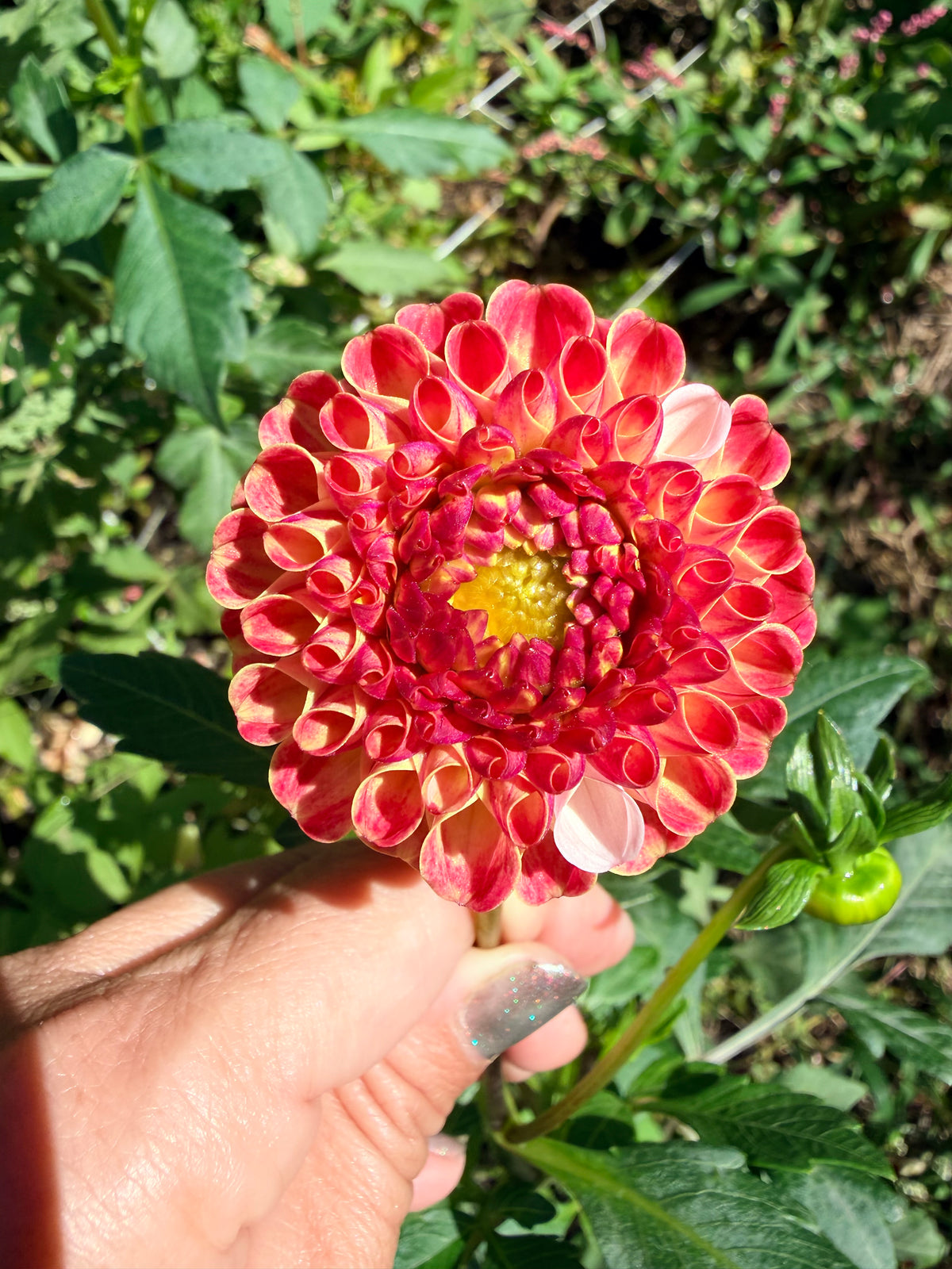 Rosemary Dawn Dahlia Tuber
