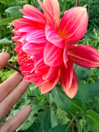 Lee's Scarlet Macaw Dahlia Tuber