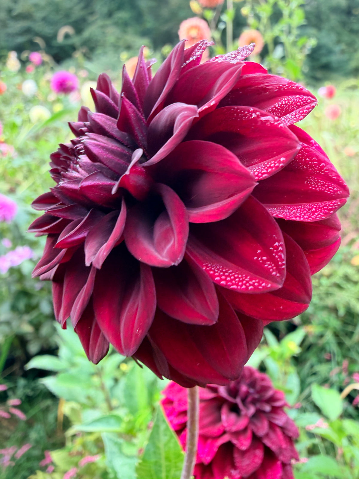 Fitzy's Dark Angel Dahlia Tuber