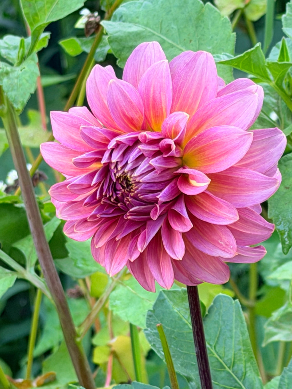 Finch's Cornman Dahlia Tuber