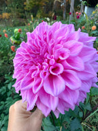 Lee's Viola Frost Dahlia Tuber