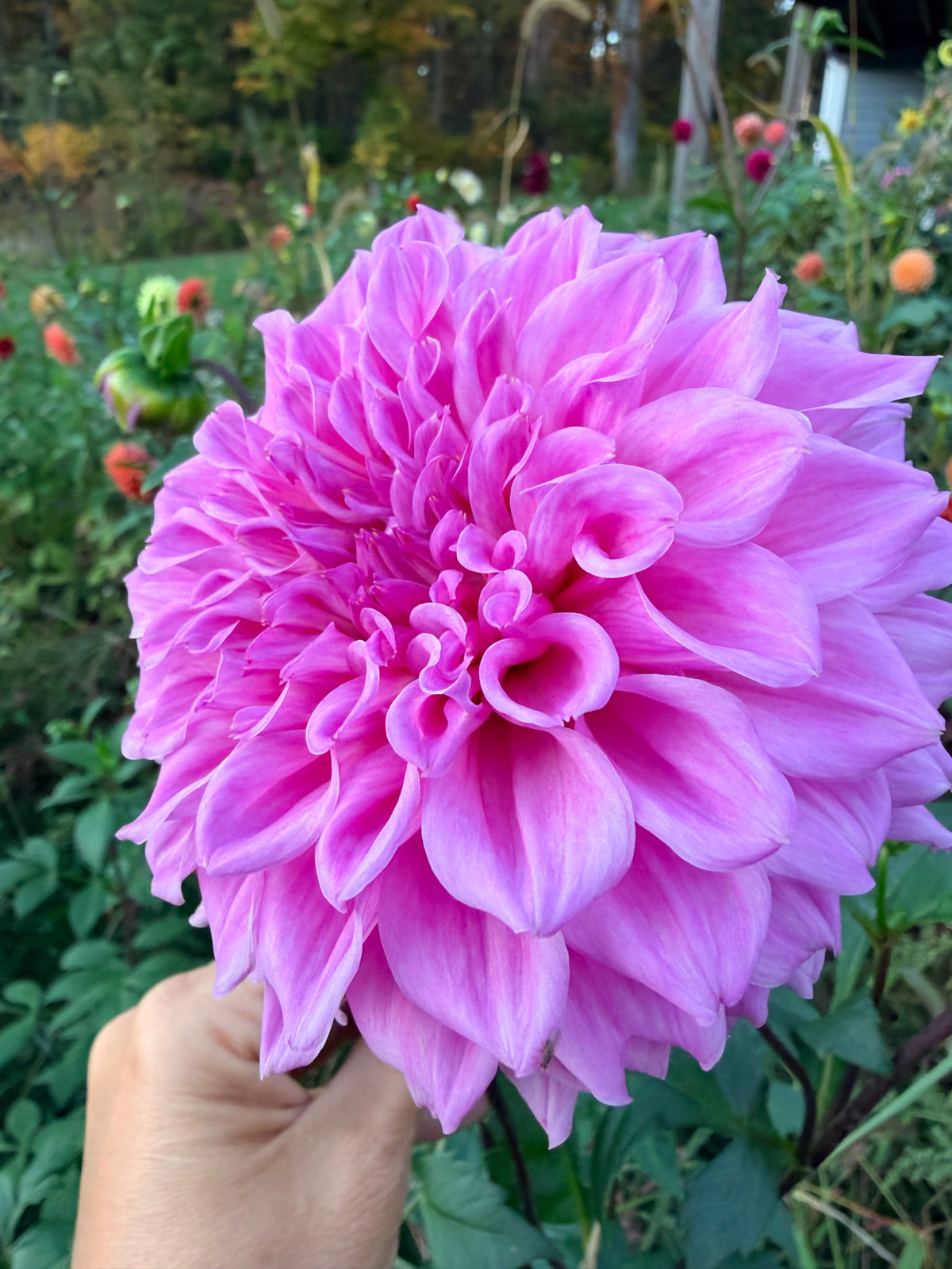 Lee's Viola Frost Dahlia Tuber