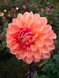 Burfoot Amarena Dahlia Tuber