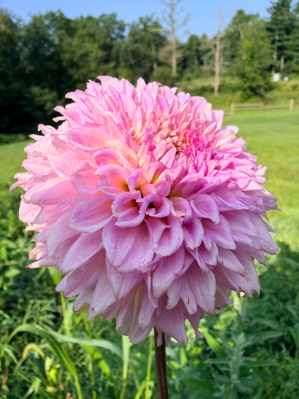 Lee's Viola Frost Dahlia Tuber