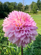 Lee's Viola Frost Dahlia Tuber