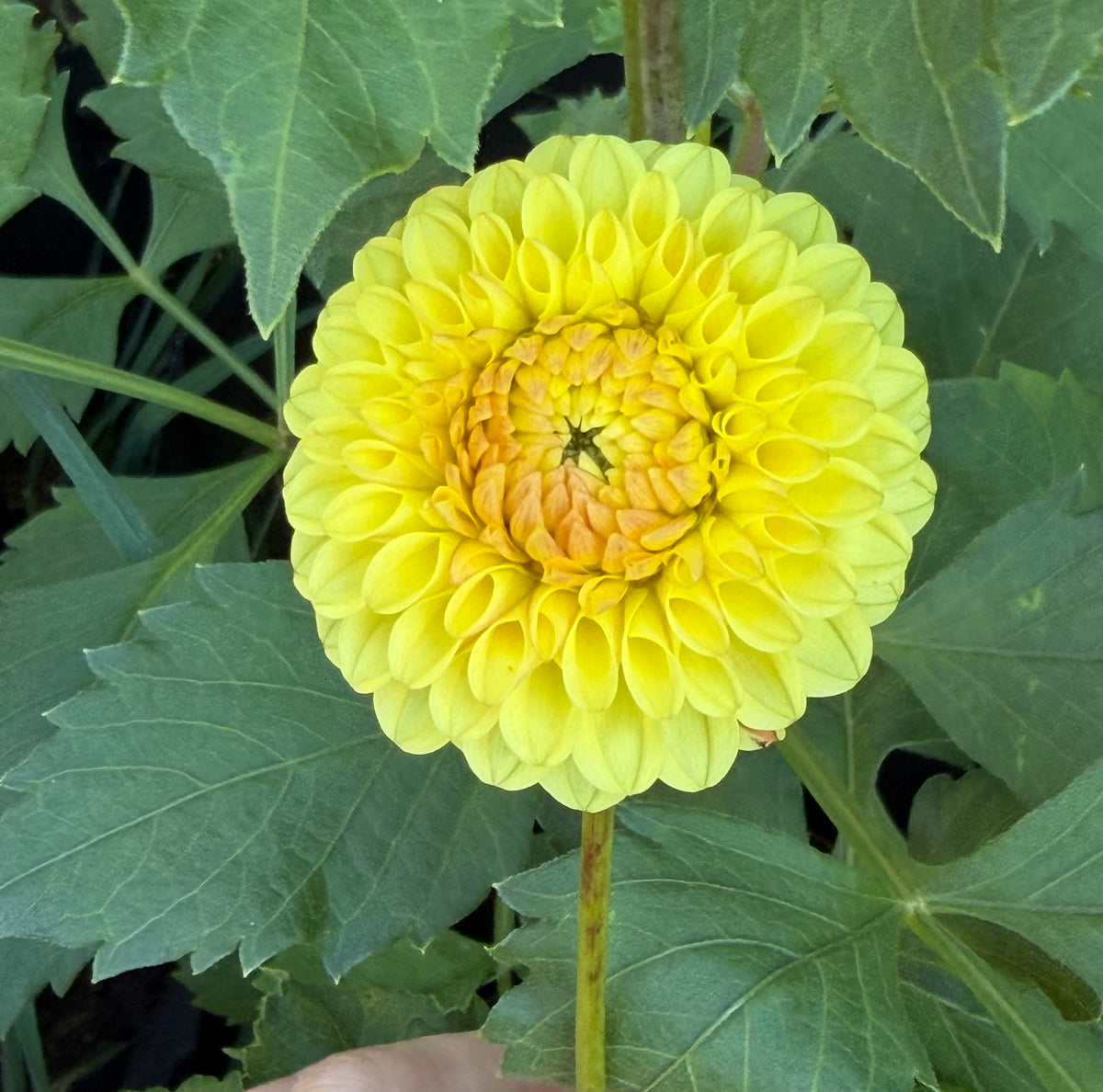 Hollyhill Golden Boy Dahlia Tuber