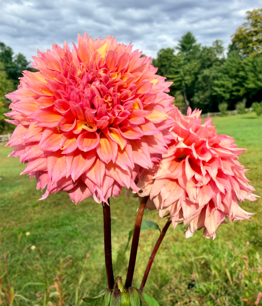 Lee's Strawberry Fizz Dahlia Tuber