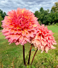 Lee's Strawberry Fizz Dahlia Tuber
