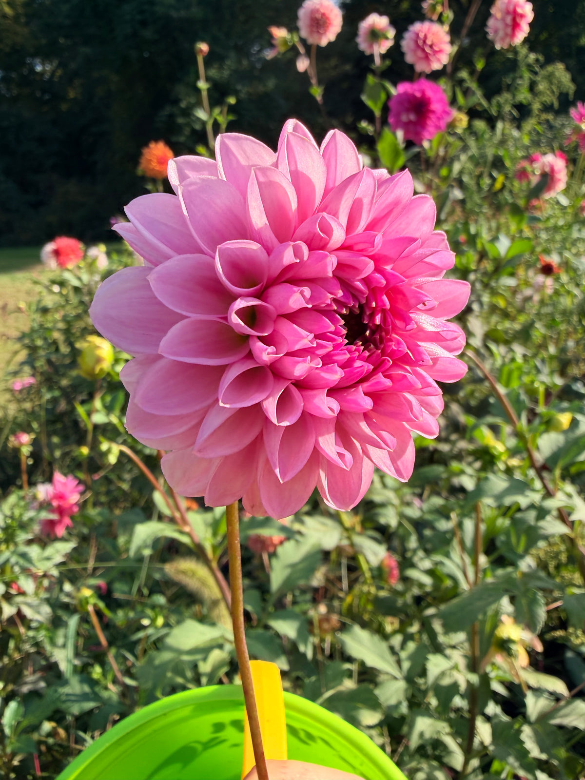 Lee's Sugar Rush Dahlia Tuber