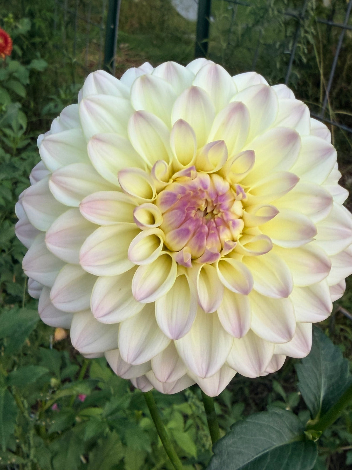 Rinco Dahlia Tuber