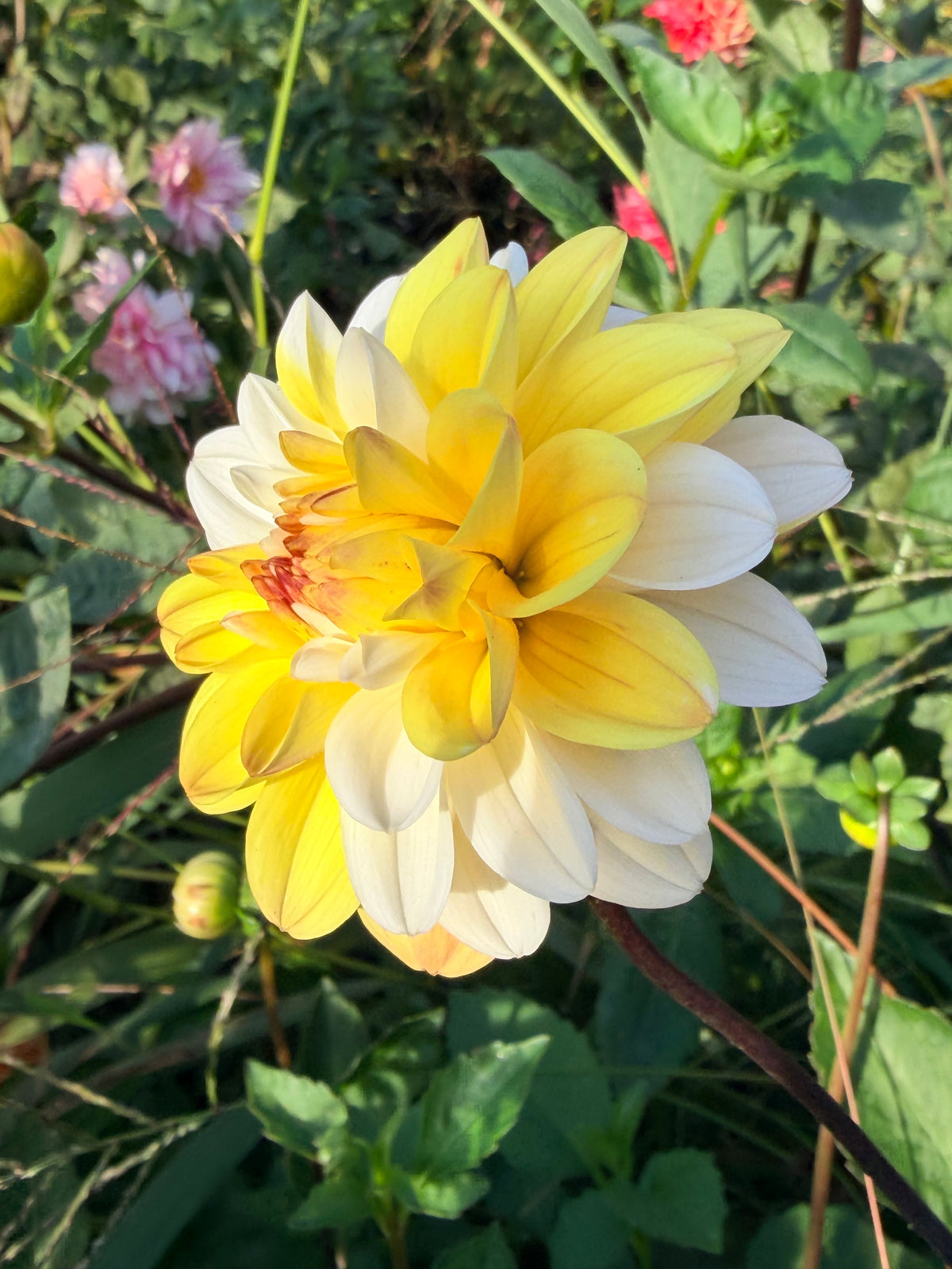 Double Jill Dahlia Tuber