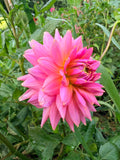 Lee's Betty Collette Dahlia Tuber