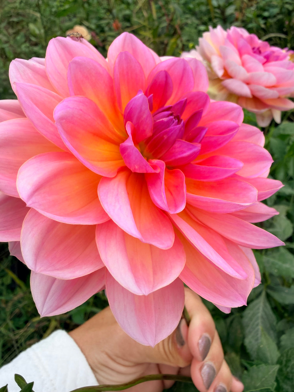 Sandia Rose Dahlia Tuber