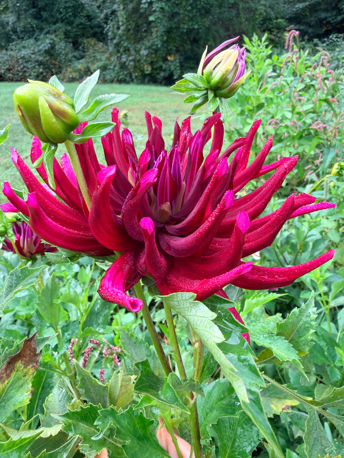 Hollyhill Tarantula Dahlia Tuber