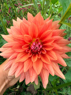 Lee's Brass Monkey Dahlia Tuber