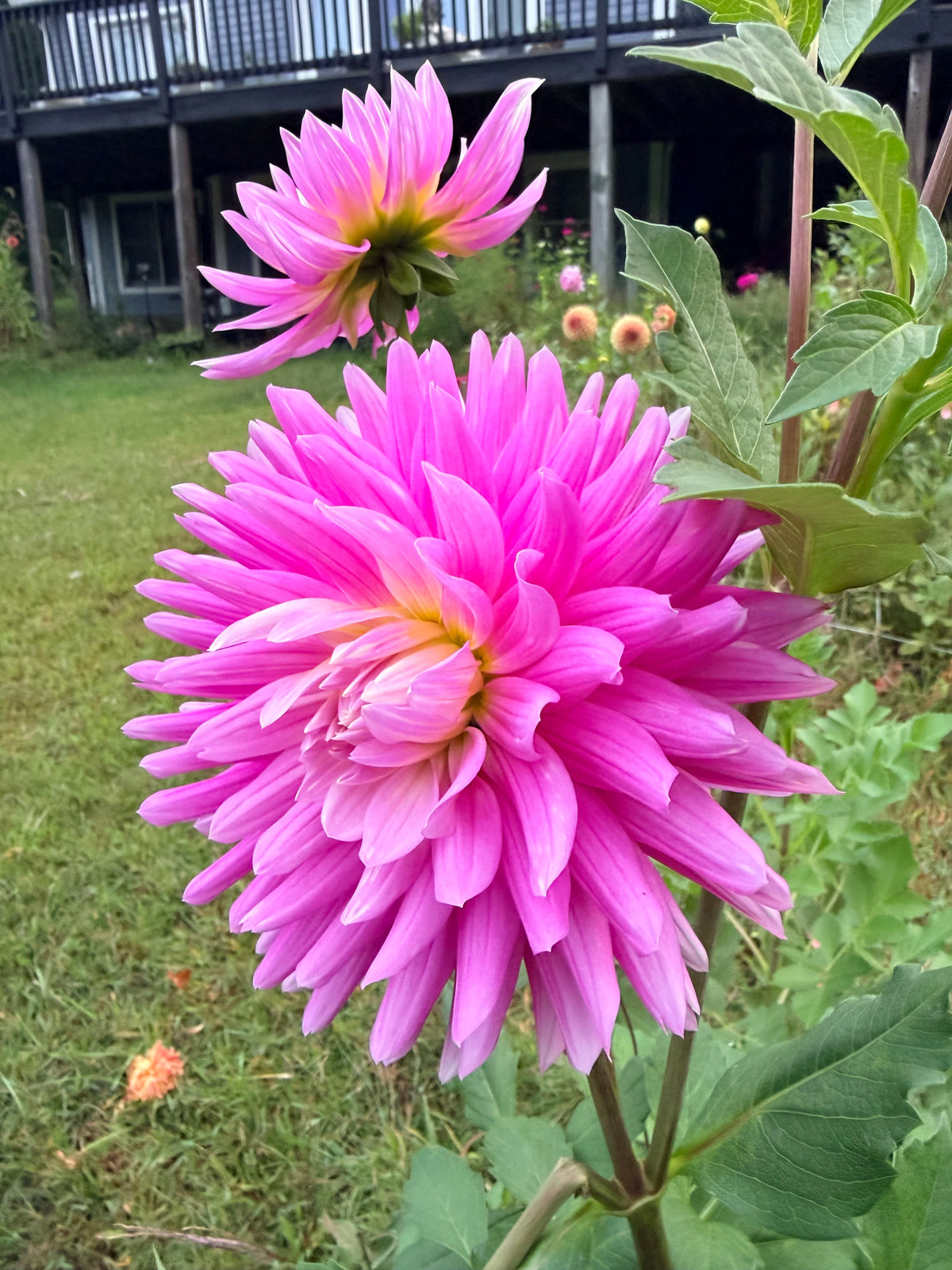 Hollyhill Minuet Dahlia Pot Tuber