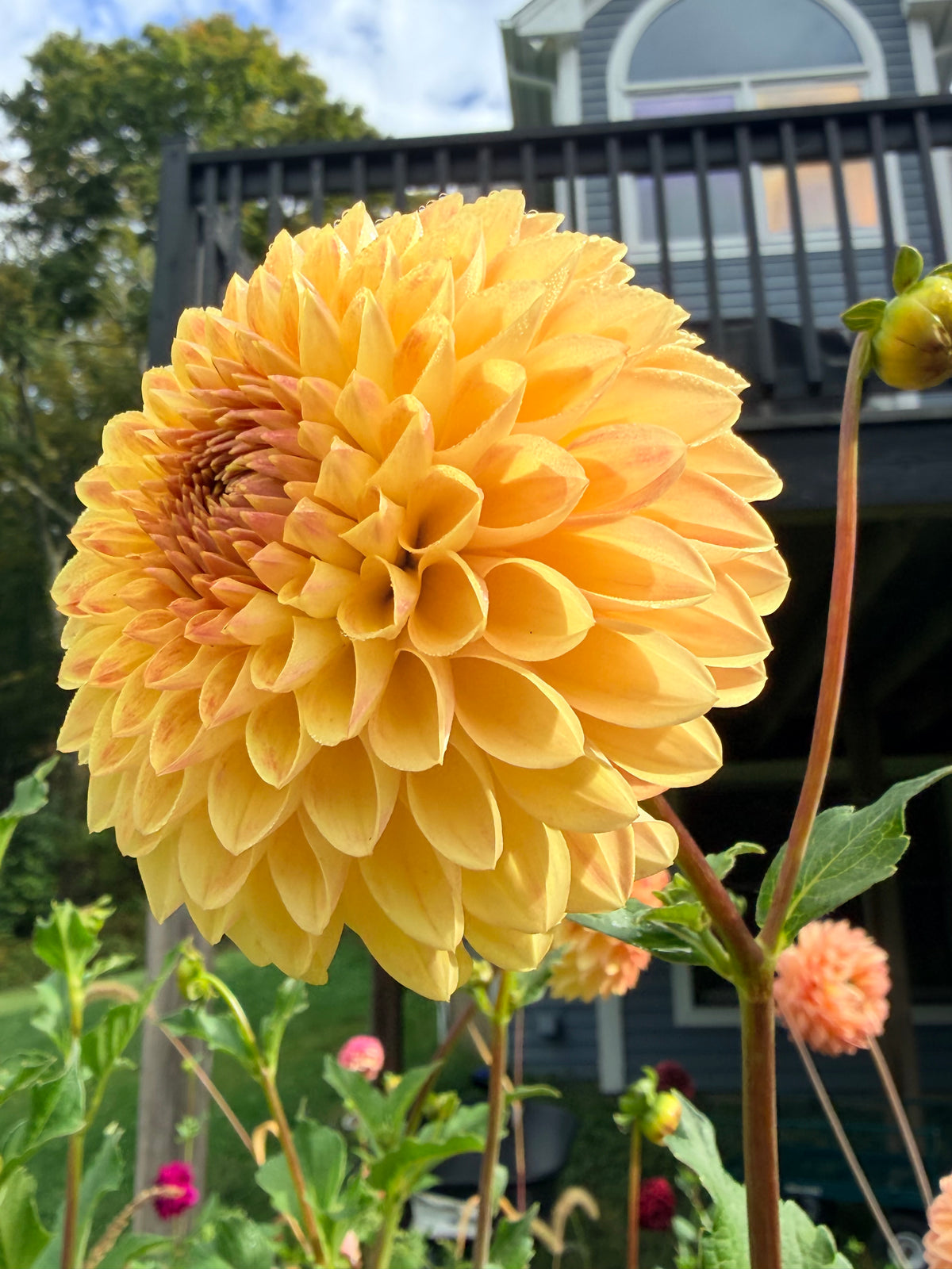 Moderato Dahlia Tuber